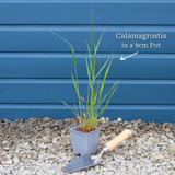 Calamagrostis × acutiflora 'Karl Foerster' Perennial Bedding