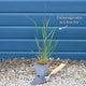 Calamagrostis × acutiflora 'Karl Foerster' Perennial Bedding