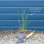 Calamagrostis × acutiflora 'Karl Foerster' Perennial Bedding