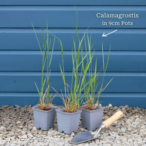 Calamagrostis × acutiflora 'Karl Foerster' Perennial Bedding
