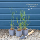 Calamagrostis × acutiflora 'Karl Foerster' Perennial Bedding
