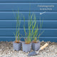 Calamagrostis × acutiflora 'Karl Foerster' Perennial Bedding
