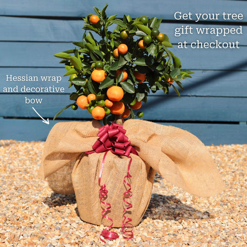 Patio Orange Tree | Sweet Orange Trained Fruit Trees