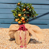 The Best Tree Gifts Trained Fruit Trees