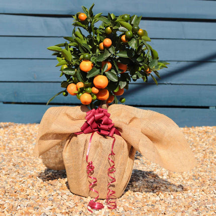 The Best Tree Gifts Trained Fruit Trees