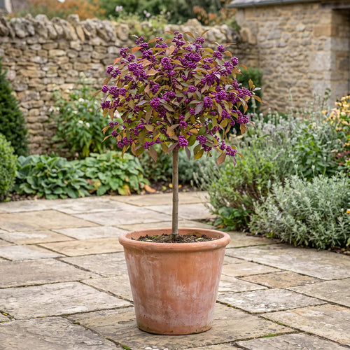 Patio Beautyberry Tree | Callicarpa bodinieri 'Profusion' Shrubs
