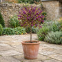 Patio Beautyberry Tree | Callicarpa bodinieri 'Profusion' Shrubs