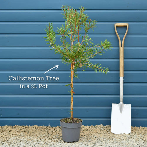 Patio Bottlebrush Tree | Callistemon 'Beeslebuzz Inn' Shrubs