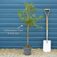 Patio Bottlebrush Tree | Callistemon 'Beeslebuzz Inn' Shrubs