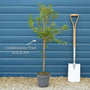 Patio Bottlebrush Tree | Callistemon 'Beeslebuzz Inn' Shrubs