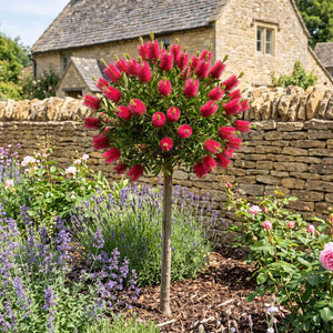 Patio Bottlebrush Tree | Callistemon 'Beeslebuzz Inn' Shrubs