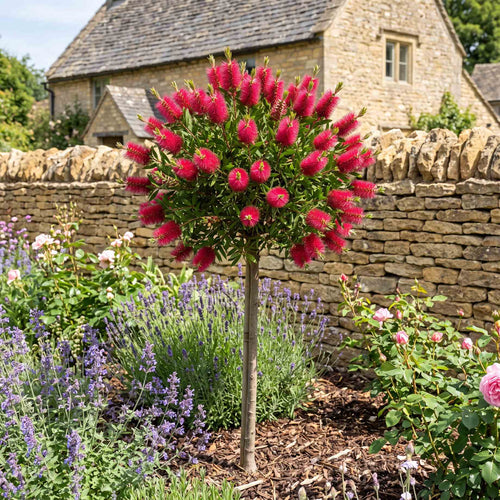 Patio Bottlebrush Tree | Callistemon 'Beeslebuzz Inn' Shrubs
