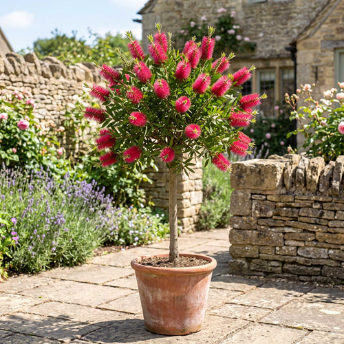 Patio Bottlebrush Tree | Callistemon 'Beeslebuzz Inn' Shrubs