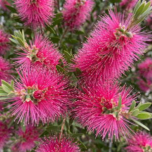 Patio Bottlebrush Tree | Callistemon 'Beeslebuzz Inn' Shrubs