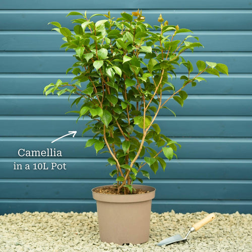 Camellia japonica 'Princess Baciocchi' Shrubs