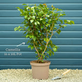 Camellia japonica 'Princess Baciocchi' Shrubs