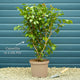 Camellia japonica 'Princess Baciocchi' Shrubs