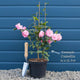 Camellia japonica 'Doctor King' Shrubs