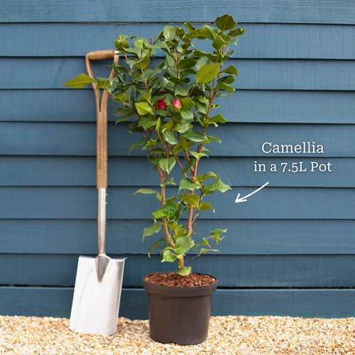 Camellia japonica 'Doctor King' Shrubs