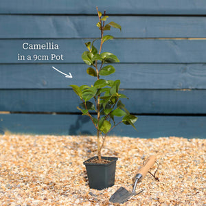 Red Camellia Japonica Plant Perennial Bedding