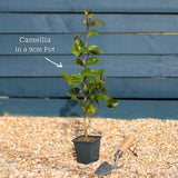 Red Camellia Japonica Plant Perennial Bedding