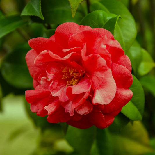 Camellia japonica 'Blood of China' Shrubs