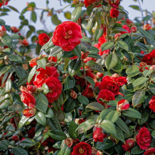 Camellia japonica 'Blood of China' Shrubs