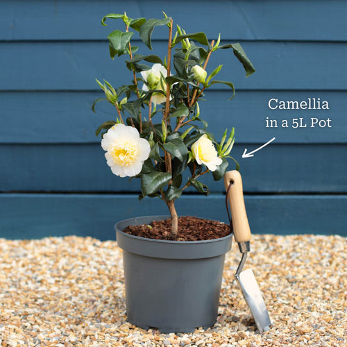 Camellia japonica 'Brushfield's Yellow' Shrubs