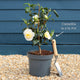 Camellia japonica 'Brushfield's Yellow' Shrubs