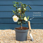 Camellia japonica 'Brushfield's Yellow' Shrubs