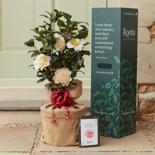 Camellia Plant Gift Gift Option