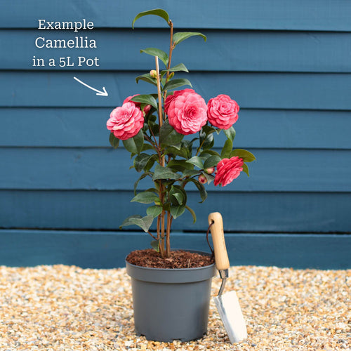Camellia japonica 'Doctor King' Shrubs