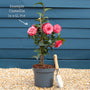 Camellia japonica 'Doctor King' Shrubs