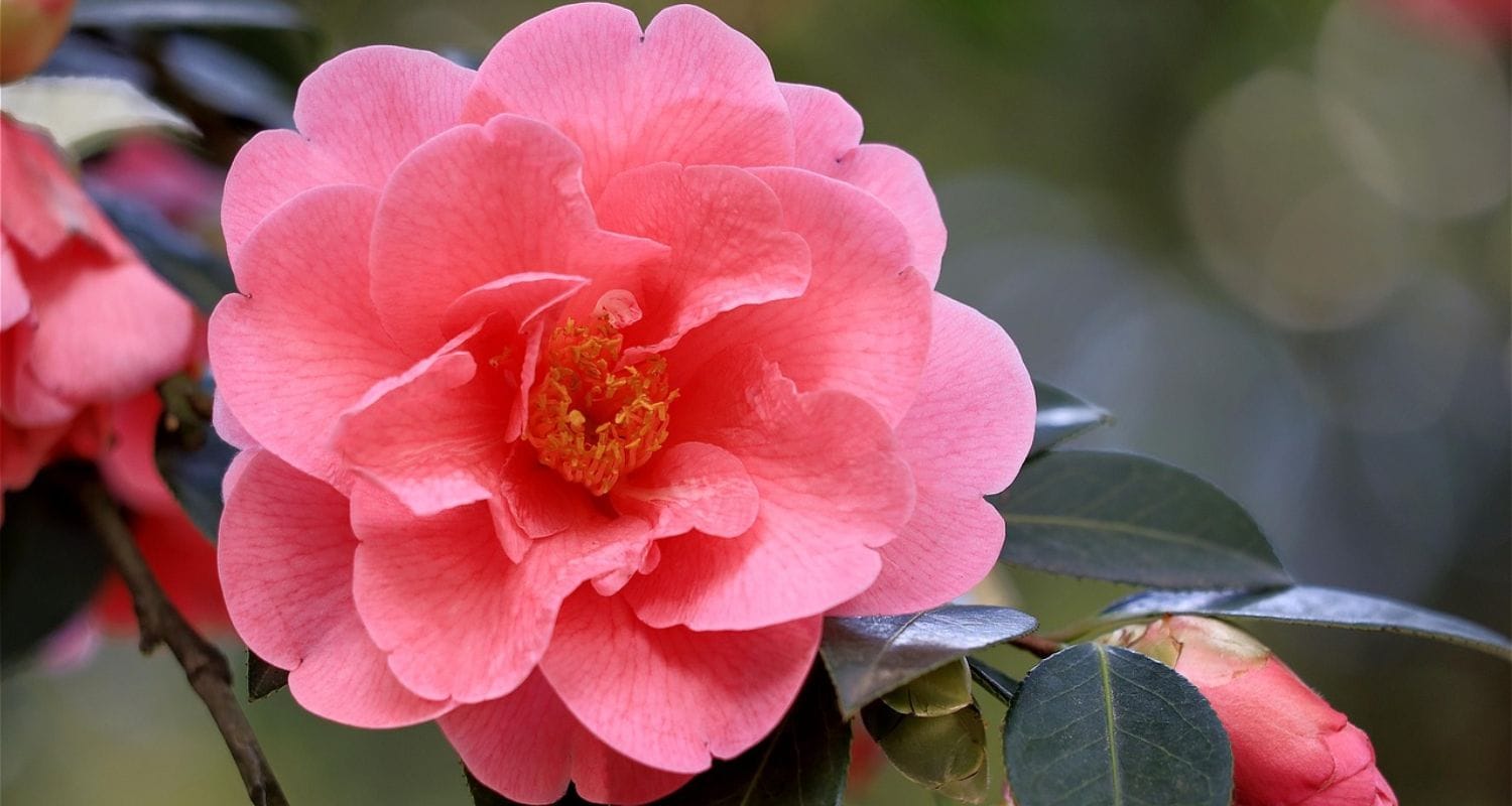 Camellia Problems Solved: Our Full Care Guide