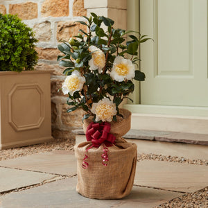 Camellia Plant Gift Gift Option
