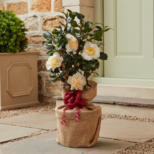 Camellia Plant Gift Gift Option