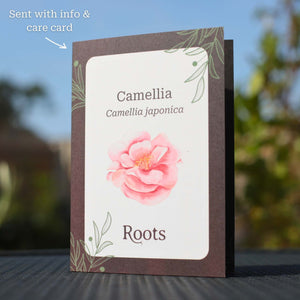 Camellia Gift Gift Option