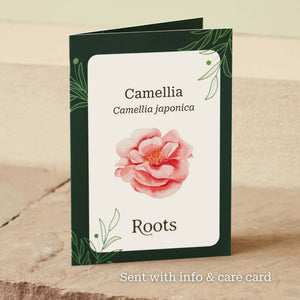 The Camellia Gift Gift Option