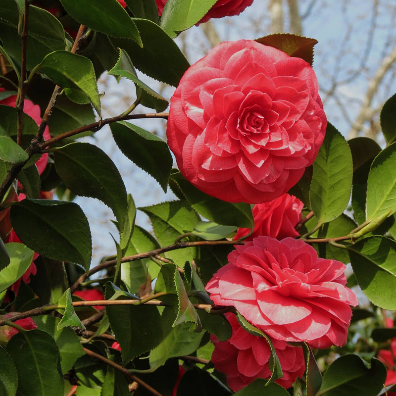 Red Japanese Camellia | Camellia japonica 'Princess Baciocchi' Shrubs