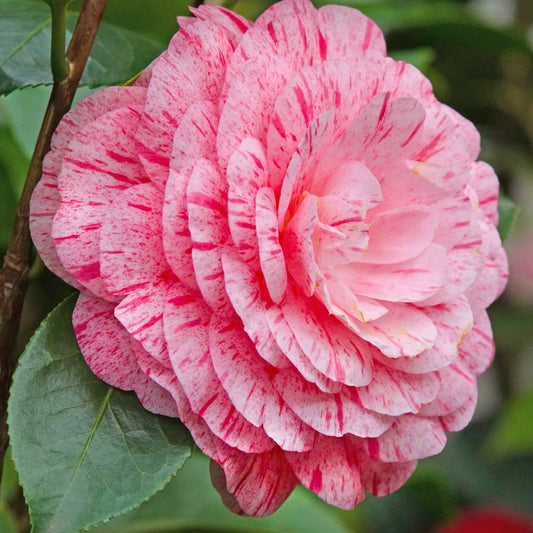 Pink Japanese Camellia | Camellia japonica 'William Bartlett' Shrubs