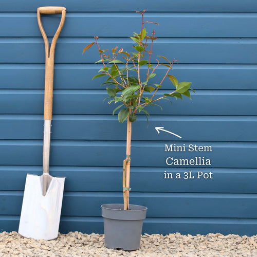 Patio Camellia Tree | Camellia 'Spring Festival' Shrubs