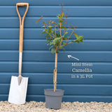 Patio Camellia Tree | Camellia 'Spring Festival' Shrubs