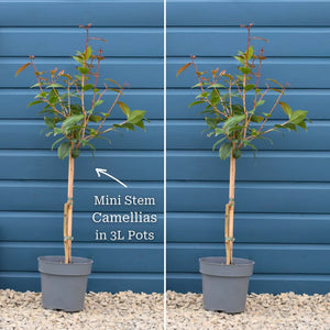 Patio Camellia Tree | Camellia 'Spring Festival' Shrubs