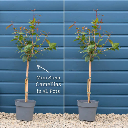 Patio Camellia Tree | Camellia 'Spring Festival' Shrubs