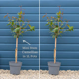 Patio Camellia Tree | Camellia 'Spring Festival' Shrubs