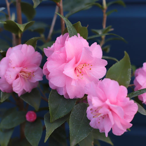 Patio Camellia Tree | Camellia 'Spring Festival' Shrubs