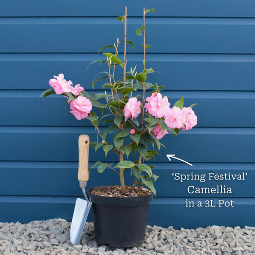 Camellia 'Spring Festival' Shrubs
