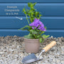 Campanula 'Takion White' Perennial Bedding