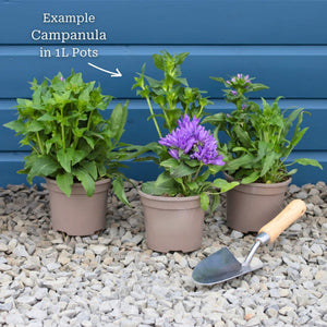 Campanula 'Takion White' Perennial Bedding