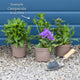 Campanula 'Takion White' Perennial Bedding